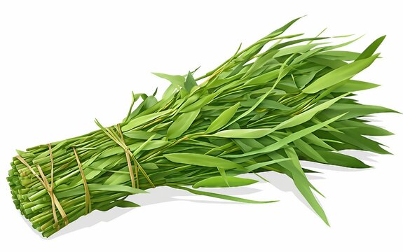 Bundle of Fresh Green Kusha Grass Tied Together for Sacred Rituals Isolated on White Background.