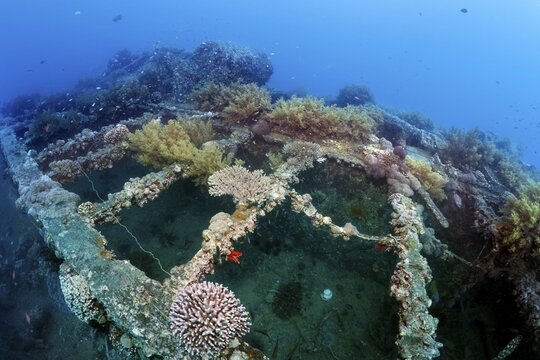 Deck, overgrown with various corals, SS Turkia, British, steamship, sunk 17.05.1941, Second World War, Red Sea, Gulf of Suez, Egypt