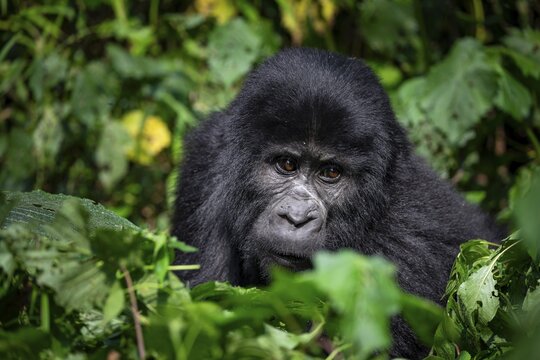 Mountain gorilla (Gorilla beringei beringei), between leaves, animal portrait, Bwindi Impenetrable Forest, Uganda
