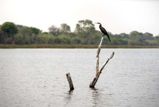 African Darter (Anhinga rufa) sitting on a dead tree in the river, Thamalakane River, Okavango Delta, Botswana