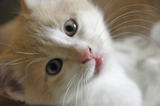 Two-month-old domestic cat (Felis silvestris f. catus), kitten