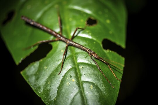 Stick insect (Phasmatodea) sitting on a leaf, at night in the tropical rainforest, Refugio Nacional de Vida Silvestre Mixto Bosque Alegre, Alajuela province, Costa Rica