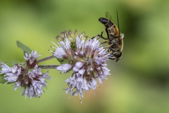 Drone fly (Eristalis interrupta) on water mint (Mentha aquatica), Emsland, Lower Saxony, Germany