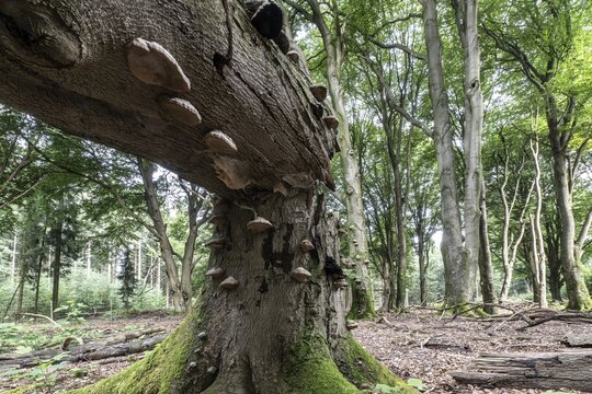 Tinder fungus (Fomes fomentarius) on bent copper beech (Fagus sylvatica), Emsland, Lower Saxony, Germany