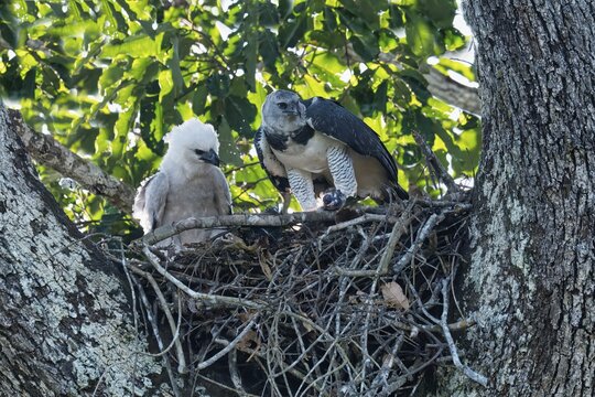 Female Harpy Eagle, Harpia harpyja, feeding her 4 month old chick with a capuchin monkey, Alta Floresta, Amazon, Brazil