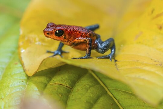 Strawberry poison-dart frog (Oophaga pumilio) sitting on a yellow leaf, Heredia province, Costa Rica