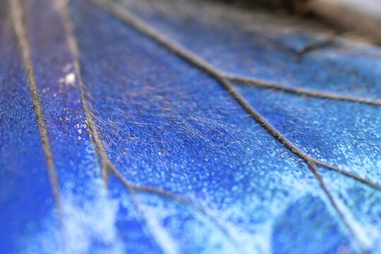 Detail of the butterfly wing of a Morpho helenor, Anaxibia morpho butterfly, Alajuela province, Costa Rica