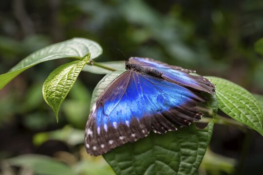 Morpho helenor, blue morpho butterfly sitting on a leaf, Alajuela province, Costa Rica
