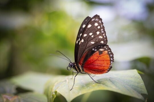 Tarricina half glasswing (Tithorea tarricina pinthias), red black butterfly sitting on a leaf, Alajuela province, Costa Rica