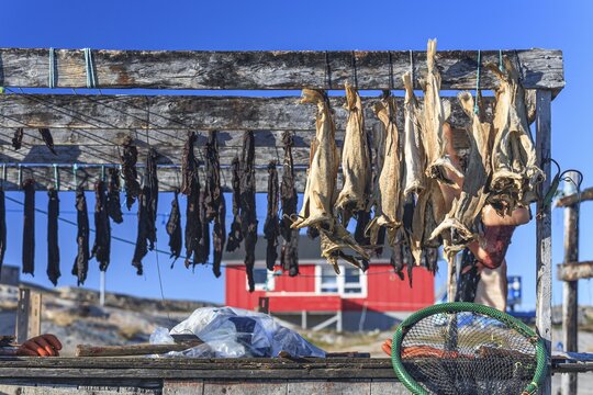Dried fish, seal meat, whale meat, Inuit settlement, Ittoqqortoormiit, East Greenland, Greenland