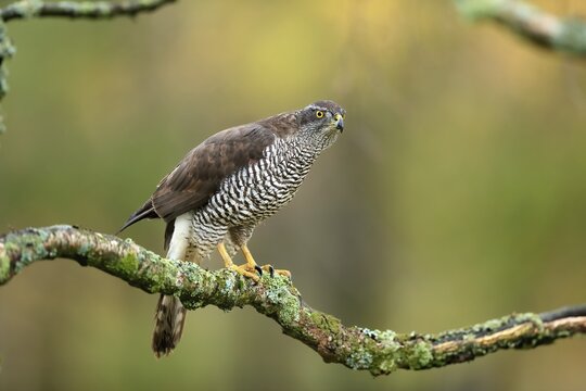 Eurasian sparrowhawk (Accipiter nisus), adult, female, on tree, alert, in autumn, &Scaron;umava, Czech Republic