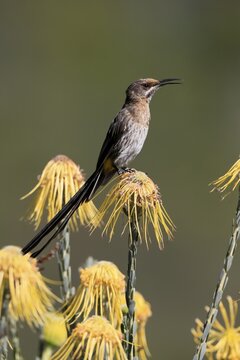 Cape Honeybird (Promerops cafer), adult, male, singing, on flower, Protea, Kirstenbosch Botanical Gardens, Cape Town, South Africa