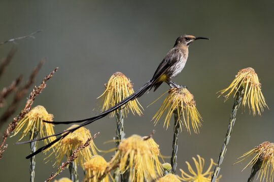 Cape Honeybird (Promerops cafer), adult, male, on flower, Protea, vigilant, Kirstenbosch Botanical Gardens, Cape Town, South Africa