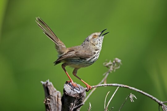 Spotted Prinia (Prinia maculosa), adult, on wait, singing, Kirstenbosch Botanical Gardens, Cape Town, South Africa