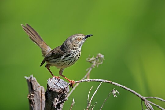 Spotted Prinia (Prinia maculosa), adult, in perch, Kirstenbosch Botanical Gardens, Cape Town, South Africa