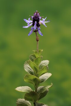 Piss-off plant (Plectranthus ornatus), cat repellent, flowering, Elllerstadt, Germany