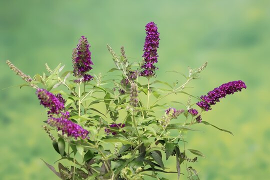 Butterfly-bush (Buddleja davidii), summer lilac, common summer lilac, butterfly bush, lilac spear, flowering, blossom, Elllerstadt, Germany