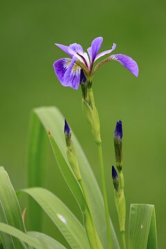 American marsh iris (Iris versicolor), flower, in bloom, at a pond, Ellerstadt, Germany
