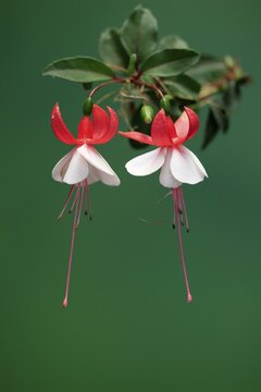 Fuchsias (Fuchsia), flowering, flower, Ellerstadt, Germany