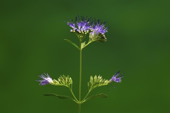 Clandon caryopteris (caryopteris x clandonensis), flower, flowering, Germany