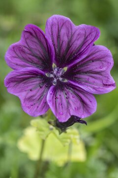 Mallow (Malva moschata), Emsland, Lower Saxony, Germany
