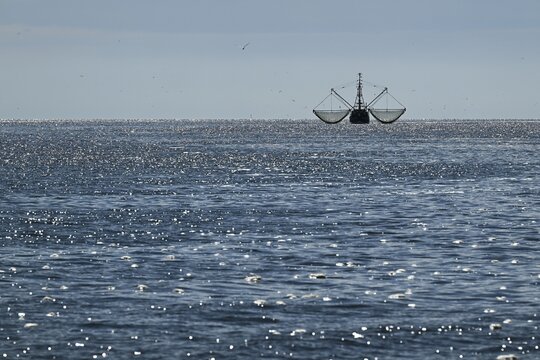 Crab cutter, seagulls, North Frisia, Schleswig-Holstein, Germany