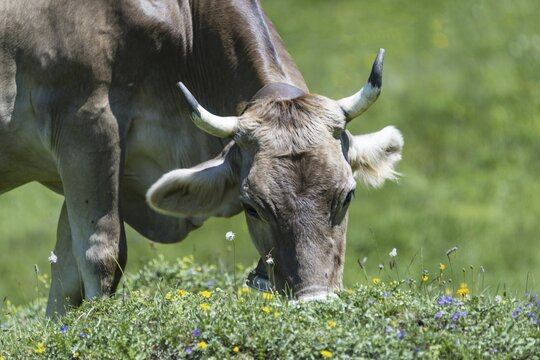 Allg&auml;u Brown Swiss, (Bos primigenius taurus), Allg&auml;u, Bavaria, Germany