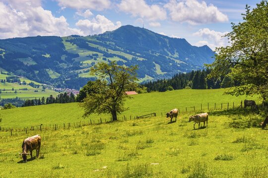 Allg&auml;u Brown Swiss cattle, (Bos primigenius taurus), behind them the Gr&uuml;nten, 1783m, Oberallg&auml;u, Bavaria, Germany