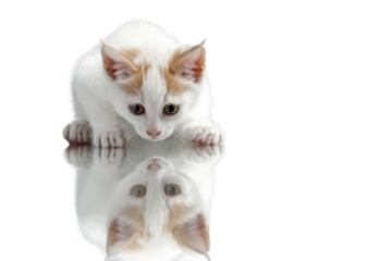 White and Orange Cat looking at its reflection. White or PNG Transparent Background.