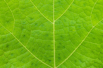 Macro pumpkin leaf texture,Siam pumpkin leaf texture - Close Up Leaf Texture,Pumpkin leaf pattern image growing in the field.