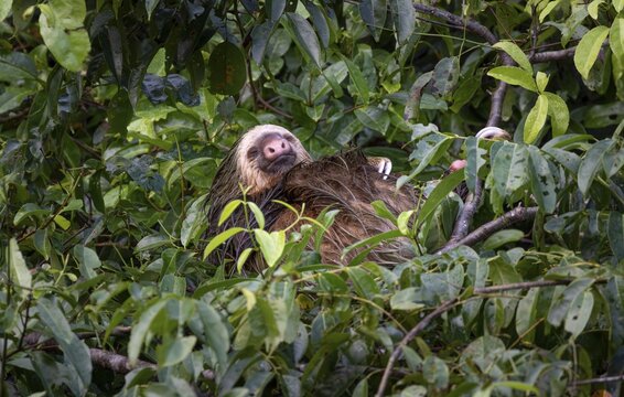 Linnaeus's two-toed sloth (Choloepus didactylus) sleeping between branches in a tree, Tortuguero Natinoal Park, Costa Rica