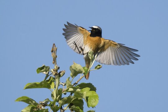 A common redstart (Phoenicurus phoenicurus), male, with outspread wings approaching the branch of an apple tree, blue sky, Hesse, Germany