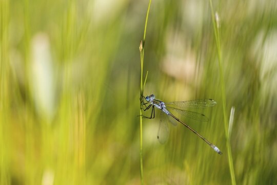 Blue-tailed damselfly (Ischnura elegans) on a stalk, Isoj&auml;rvi National Park, Finland