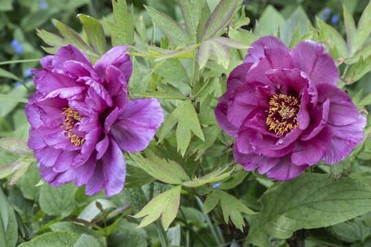Shrub peony (Paeonia suffruticosa Leda), Emsland, Lower Saxony, Germany