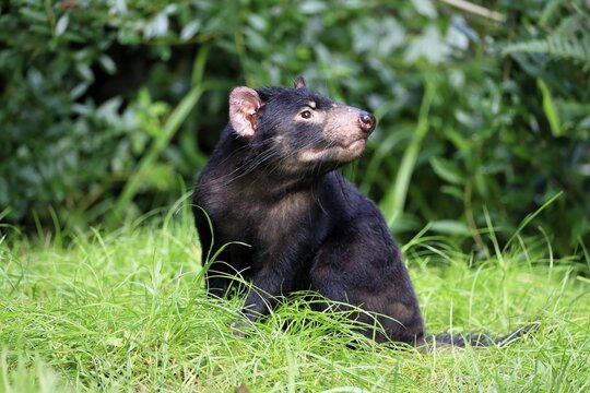 Tasmanian devil (Sarcophilus harrisii), adult, vigilant, captive, Tasmania, Australia
