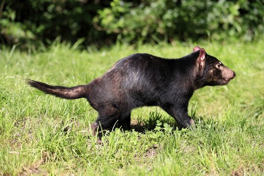 Tasmanian devil (Sarcophilus harrisii), adult, vigilant, captive, Tasmania, Australia