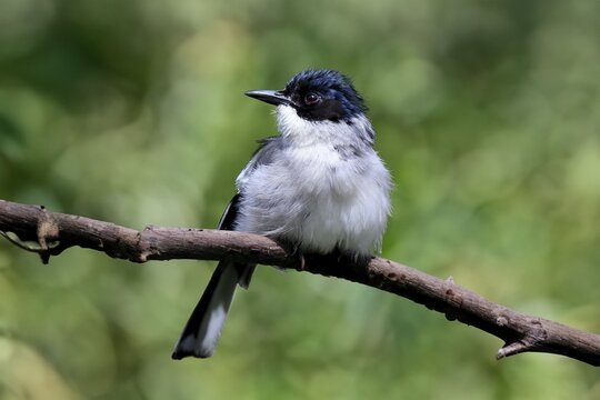 Black-headed Babbler, (Heterophasia desgodinsi), adult, on tree, vigilant, captive, Southeast Asia