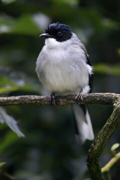 Black-headed Babbler, (Heterophasia desgodinsi), adult, on tree, vigilant, captive, Southeast Asia