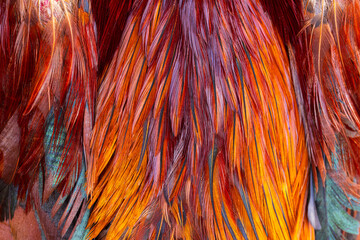 Macro texture of rooster feathers,Close up of rooster feathers, suitable for aesthetic background,Bright brown feather group of some bird.
