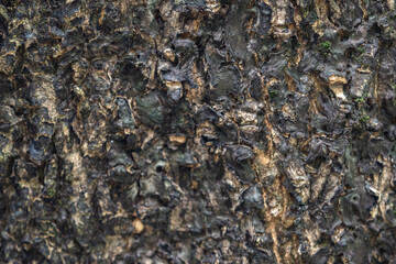 The rough bark of ancient trees in the forest creates very unusual backgrounds.