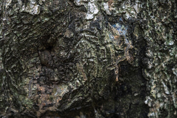 The rough bark of ancient trees in the forest creates very unusual backgrounds.