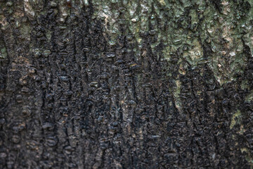 The rough bark of ancient trees in the forest creates very unusual backgrounds.