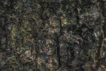 The rough bark of ancient trees in the forest creates very unusual backgrounds.