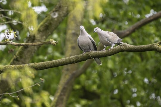 Eurasian collared doves (Streptopelia decaocto), Emsland, Lower Saxony, Germany