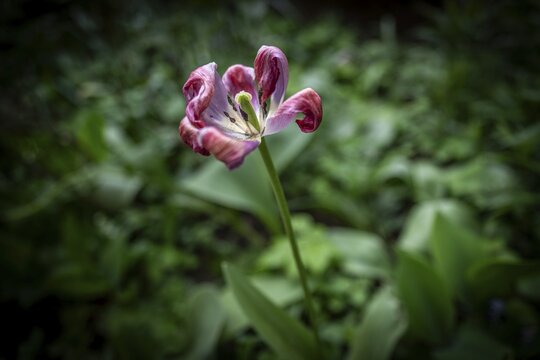 Pistil and stamens in a tulip calyx, fading tulip (Tulipa), Stuttgart, Baden-W&uuml;rttemberg, Germany