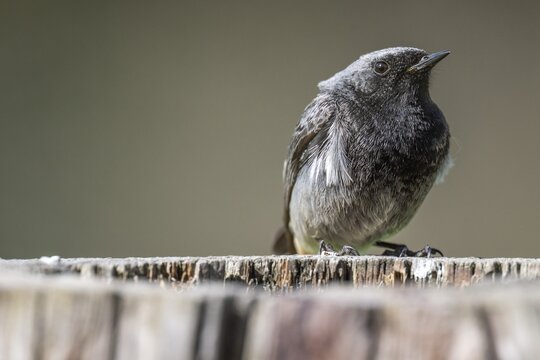Black redstart (Phoenicurus ochruros), young bird, sitting on a tree trunk, Stuttgart, Baden-W&uuml;rttemberg, Germany