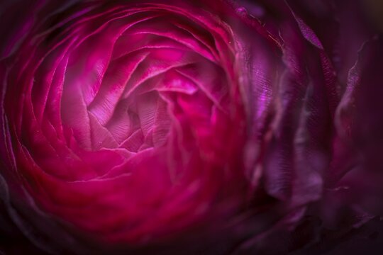 Petals, red persian buttercup (Ranunculus asiaticus), flowering, Germany