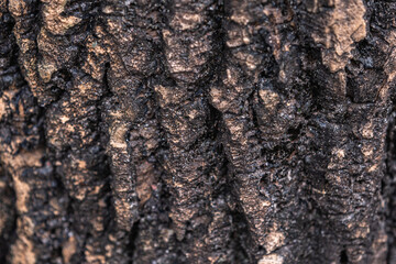 The rough bark of ancient trees in the forest creates very unusual backgrounds.