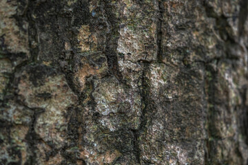 Obraz premium The rough bark of ancient trees in the forest creates very unusual backgrounds.