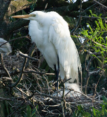 Great White Heron in a tree
